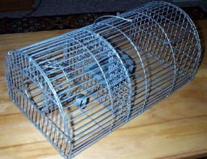 755_large_image